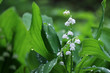 Beautiful springtime nature background. Blooming lily of the valley in a spring forest in a water drops after rain close up on a shallow depth of field bokeh background. Freshness and purity concept.