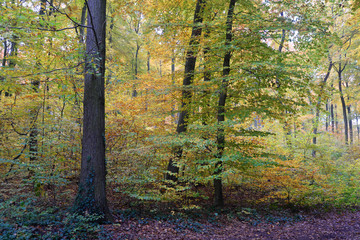 Wall Mural - Herbstwald