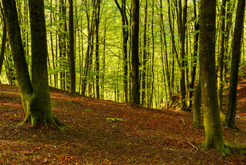 Wall Mural - Lush and green beech forest in hilly terrain on a sunny spring morning. Soderasen national park in Sweden.