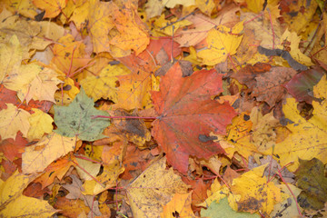 Sticker - Waldboden im Herbst