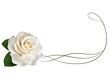 Realistic ivory white rose, border.