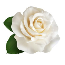 Realistic Ivory White Rose, Queen Of Beauty.