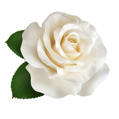 Realistic ivory white rose, Queen of beauty.