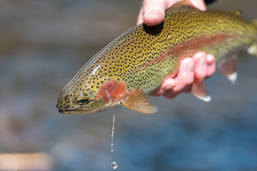 Wall Mural - Fly Fishing Trout