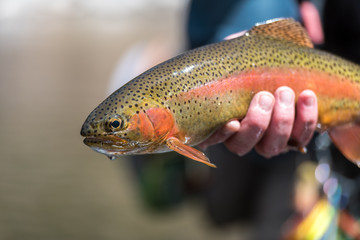 Wall Mural - Fly Fishing Trout