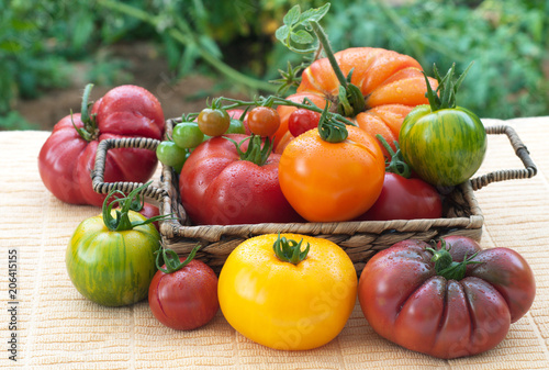 Fotografie, Obraz Tomato Variety in a basket, Fresh Picked from the Garden and Home Grown on a table with Plants in the Background out in the yard