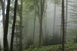 Fototapeta  - Fog in a Swiss Forest