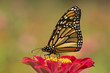 Monarch butterfly on a dahlia flower in Connecticut.