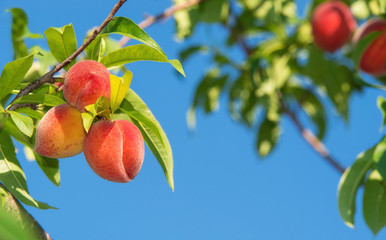 Wall Mural - sweet peach fruits ripening on peach tree branch in the garden. blue sky background.