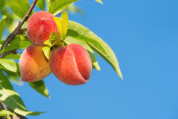 Wall Mural - sweet peach fruits ripening on peach tree branch in the garden, close-up. blue sky background.