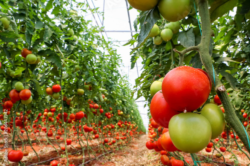 Fotografía Tomatoes field, greenhouse agriculture