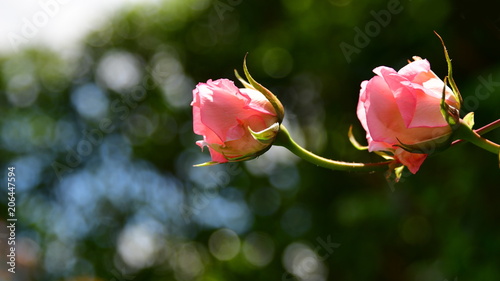 新緑 バラ イメージ素材 優しい色合いのピンクの薔薇 蕾 Kaufen Sie Dieses Foto Und Finden Sie Ahnliche Bilder Auf Adobe Stock Adobe Stock 新緑 バラ イメージ素材 優しい色合いのピンクの薔薇 蕾 Kaufen Sie Dieses Foto Und Finden Sie Ahnliche Bilder Auf Adobe Stock Adobe Stock