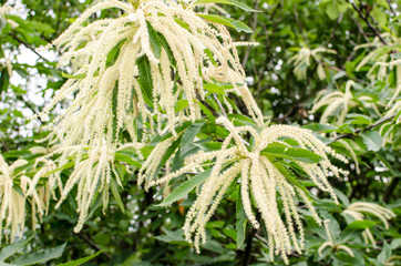 l particular flowers of the chestnut tree in bloom.