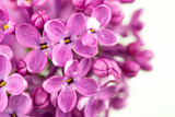 Fototapeta Kwiaty - Pink Lilac Close up