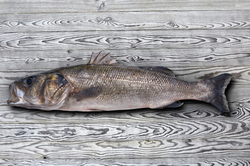 Wall Mural - Seabass robalo fish wild big size