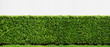 Decorative of banyan tree Korea on white background, Panorama view of green leaf.