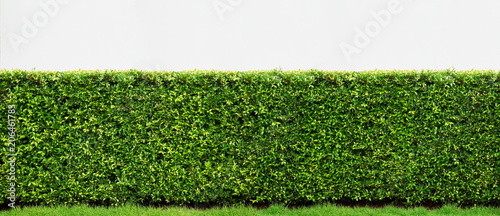 Fotografía Decorative of banyan tree Korea on white background, Panorama view of green leaf