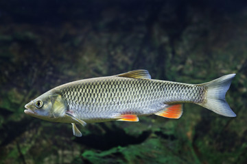 Chub - Squalius cephalus - close up in detail