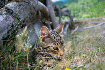 Roman kitten playing with dry grass