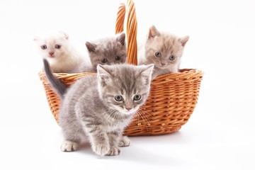 little beautiful funny kittens on a white background.