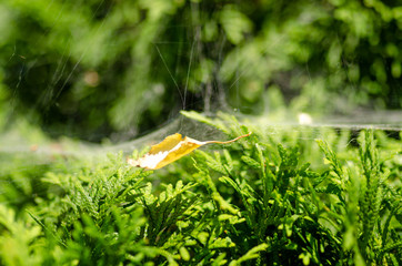 Bush bush leaves spider web green background