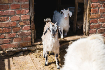 goat with kids in the village