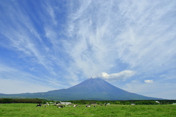 Wall Mural - Grazing cattle  in Mt fuji