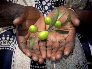 African hands with olive branch