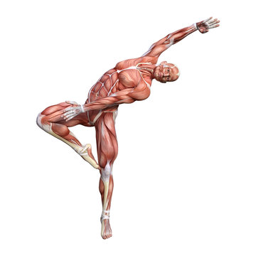 3D Rendering Male Anatomy Figure on White