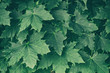Green maple leaves on a tree branch