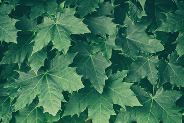 green maple leaves on a tree branch