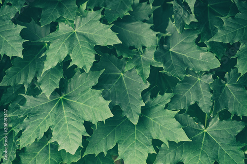 Cuadros en Lienzo Green maple leaves on a tree branch