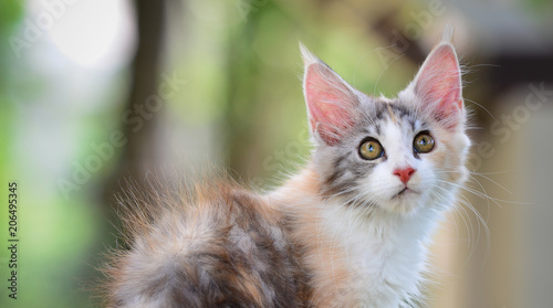 A Brown Tabby And White Kitten Chilling In Green Garden In