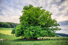 Amazing Old Linden Tree Under Spectacular Sky In Linn Aargau Hdr