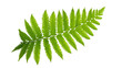 Green leaves fern tropical plant isolated on white background, clipping path included.