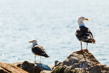 Two seagulls sitting on rocks near sea water