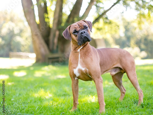 23+ Boxer Puppy Head Tilt