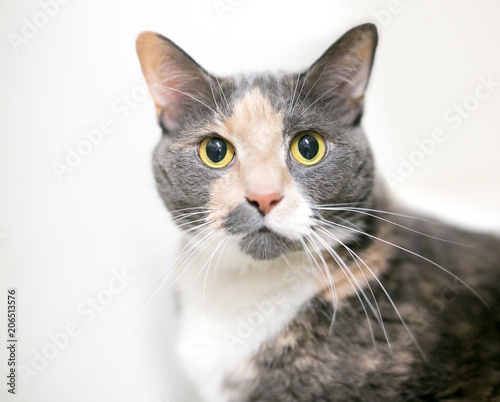 A Dilute Calico Domestic Shorthair Cat With Wide Eyes And Dilated