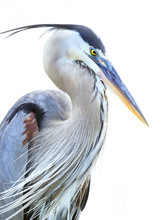 Closeup Of A Beautiful Great Blue Heron With A White Background