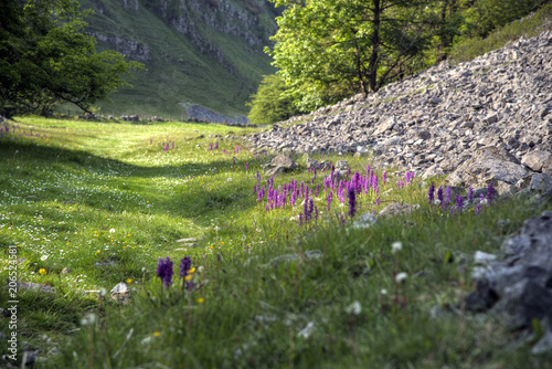 Fotografía Early Purple orchids in the sun