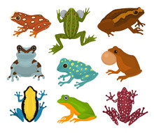 Frog Vector Froggy Character And Cartoon Amphibian Toad In Tropical Nature Illustration Set Of Fauna Exotic Treefrog And Bullfrog Isolated On White Background