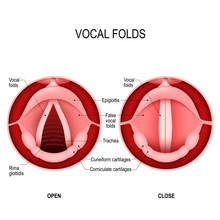 The Human Voice. Open And Closed Vocal Cords. Voice Reeds