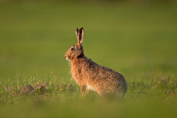 Wall Mural - european hare, lepus europaeus