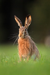 Wall Mural - european hare, lepus europaeus