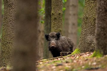Wall Mural - wild boar, sus scrofa