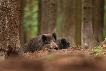 Wall Mural - wild boar, sus scrofa