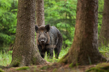 Wall Mural - wild boar, sus scrofa