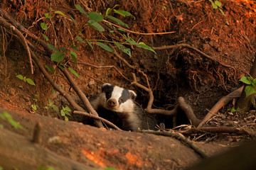 Wall Mural - european badger, meles meles