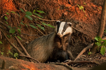 Wall Mural - european badger, meles meles