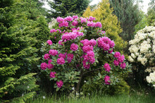 Rhododendron Bush Blooming